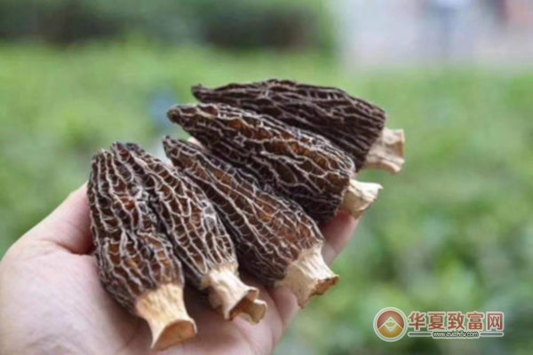 菌七妹种植加盟